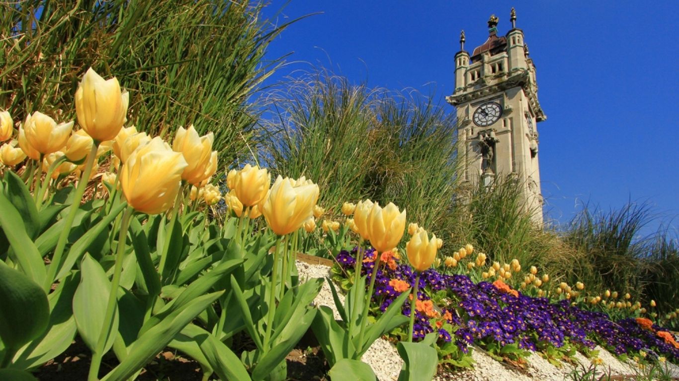 Yellow and purple flowers with a clock tower in the background