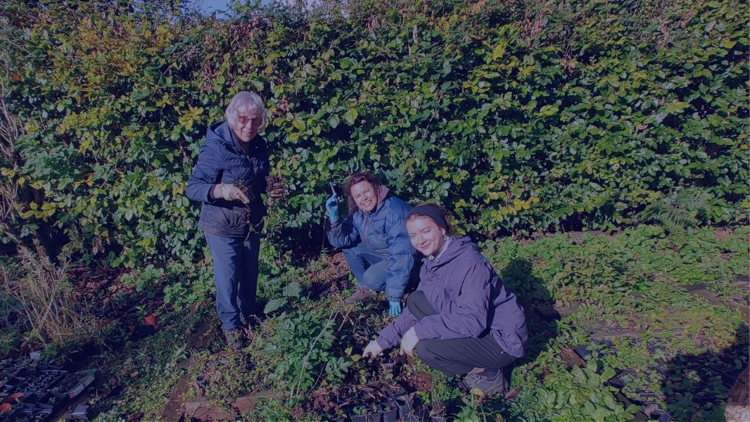 3 women planting shrubs in a garden