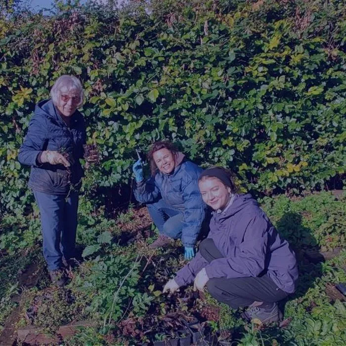 3 women planting shrubs in a garden