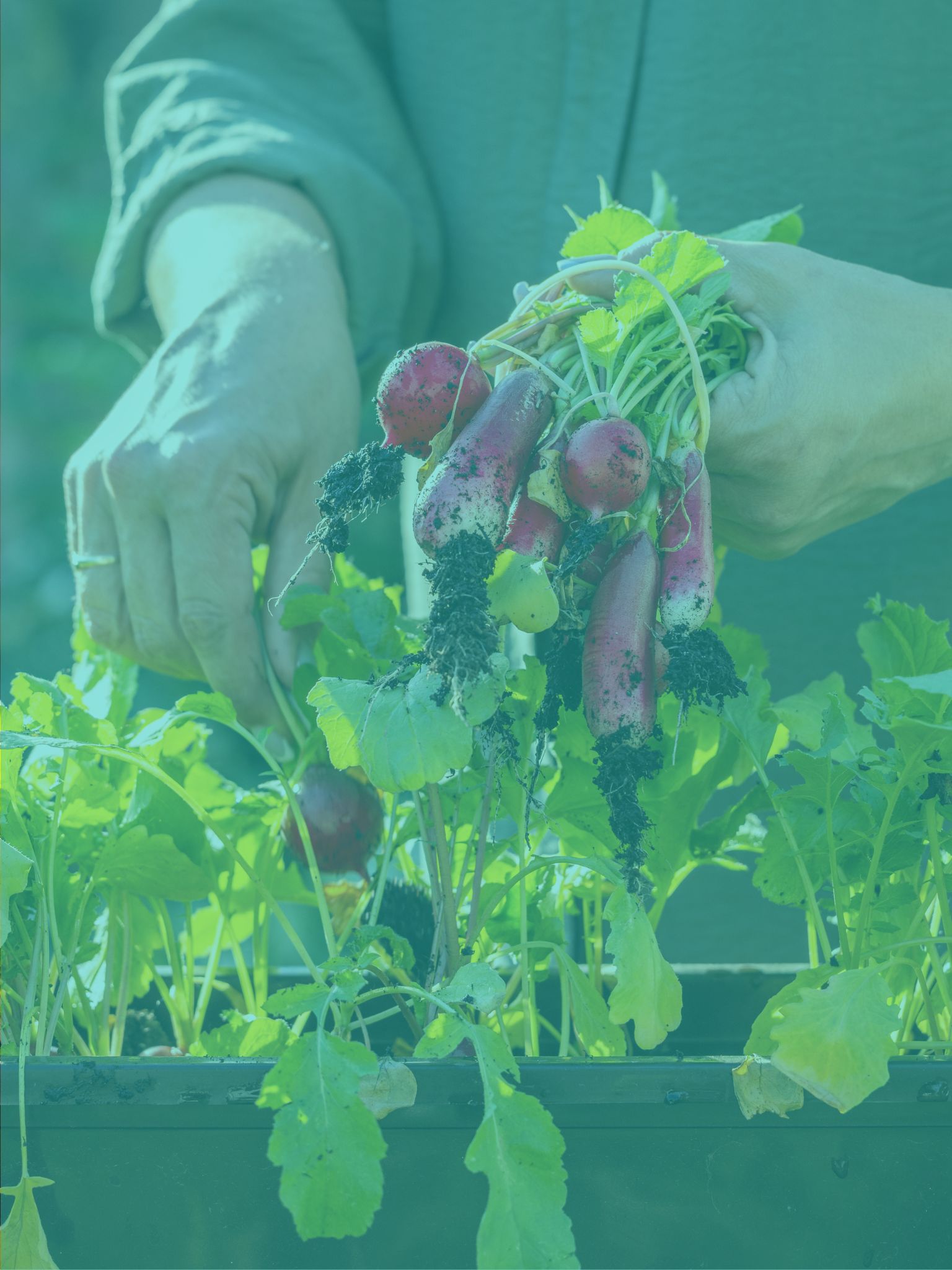 a pair of hands grasping pulling some vegetables from a planter