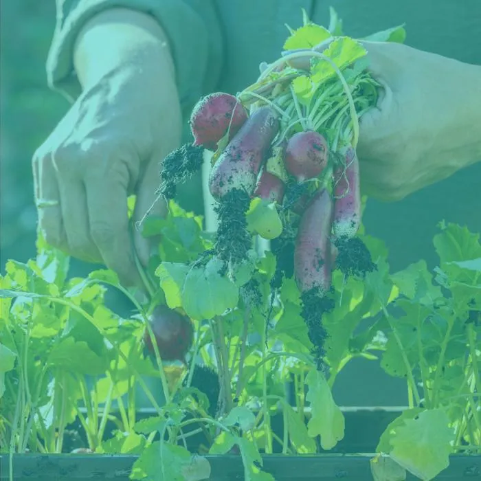 a pair of hands grasping pulling some vegetables from a planter
