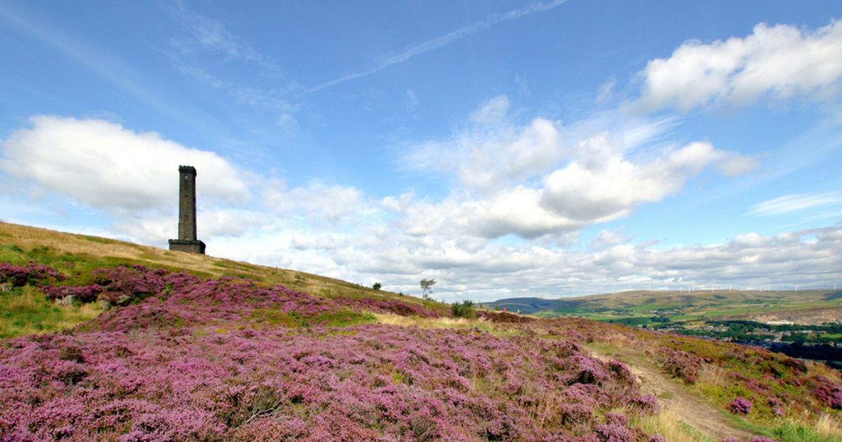 Peel Tower on top of Holcombe Hill behind pink shrubs, on a sunny day with blue sky and a scattering of white clouds