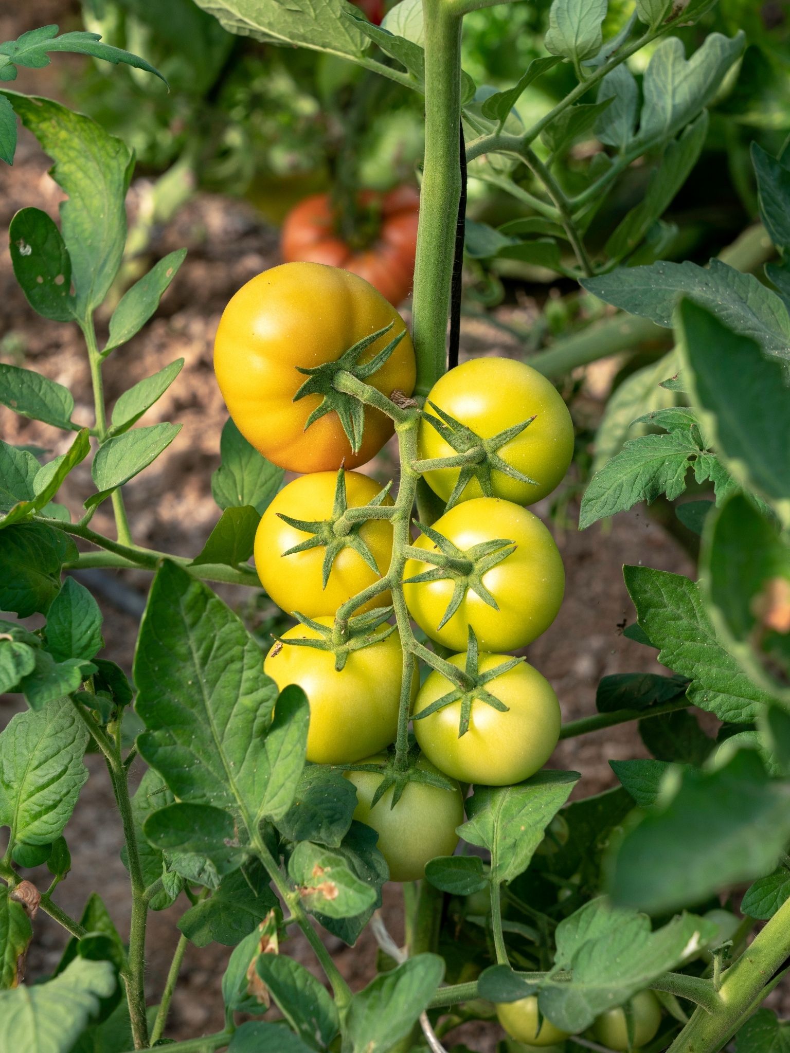 yellow tomatoes growing on a vibe surrounded by green leaves 